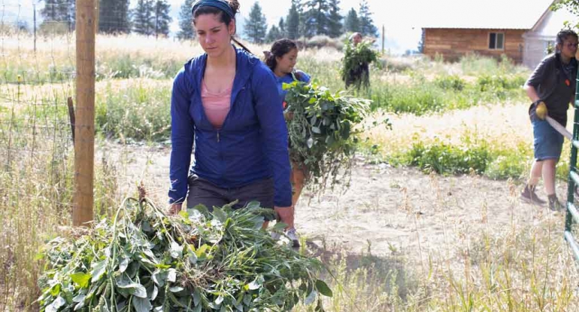 a person pushes a wheelbarrow full of weeds during a service project with outward bound